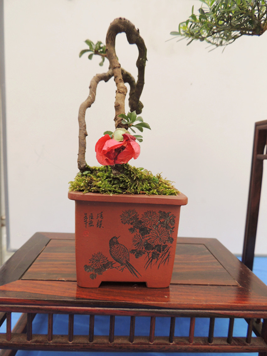 DSCN1187_ת_.jpg