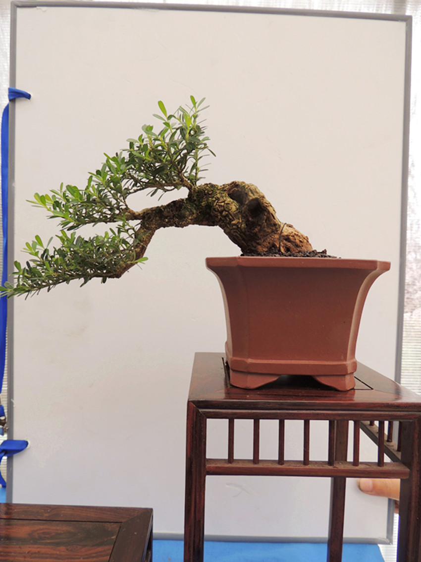 DSCN1188_ת_.jpg