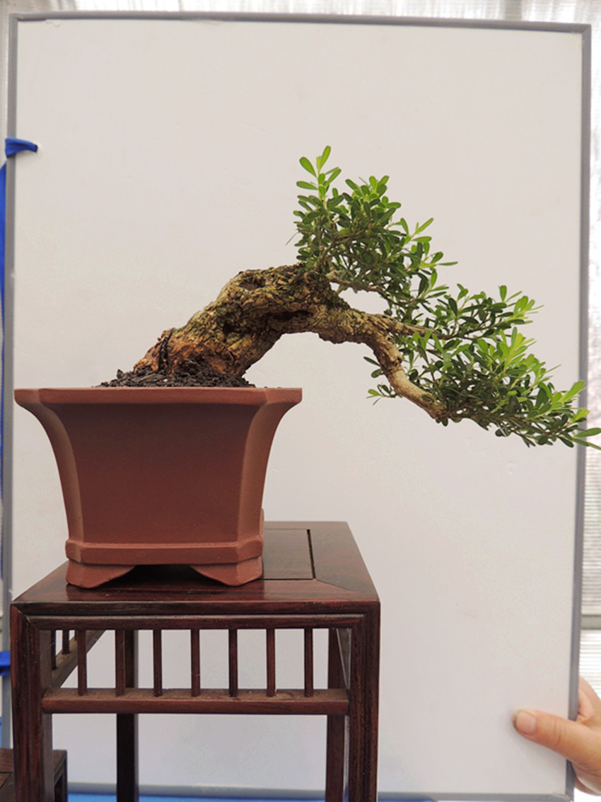 DSCN1190_ת_.jpg