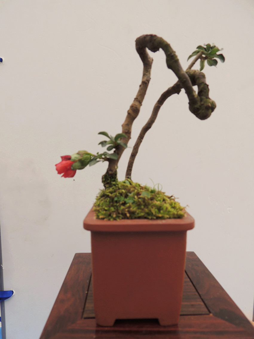 DSCN1192_ת_.jpg