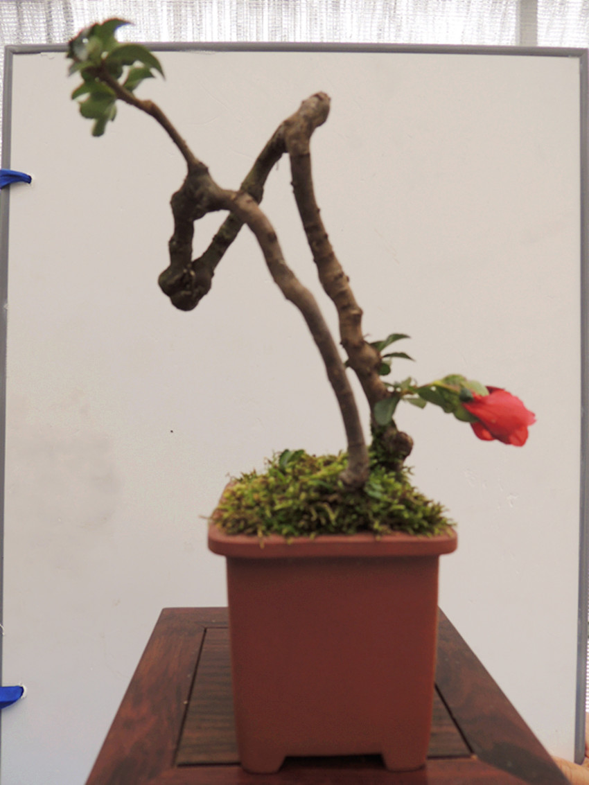 DSCN1193_ת_.jpg