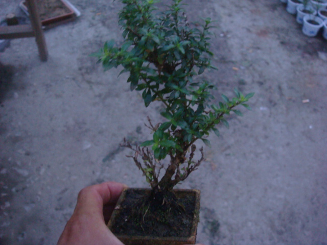 DSC02490.JPG