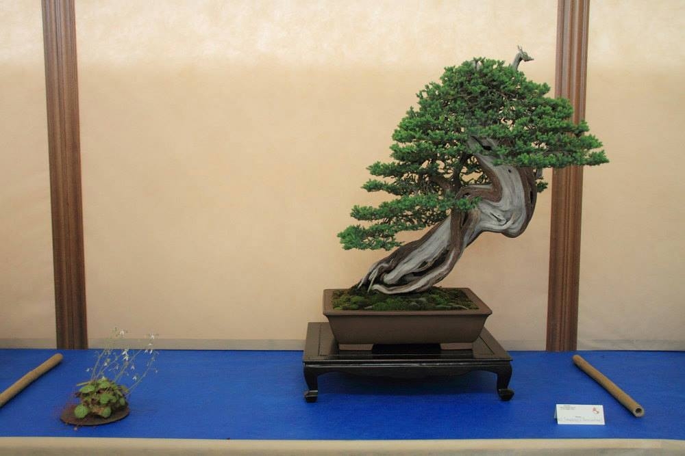 So-Saku Kimura Bonsai Award 2013 013.jpg
