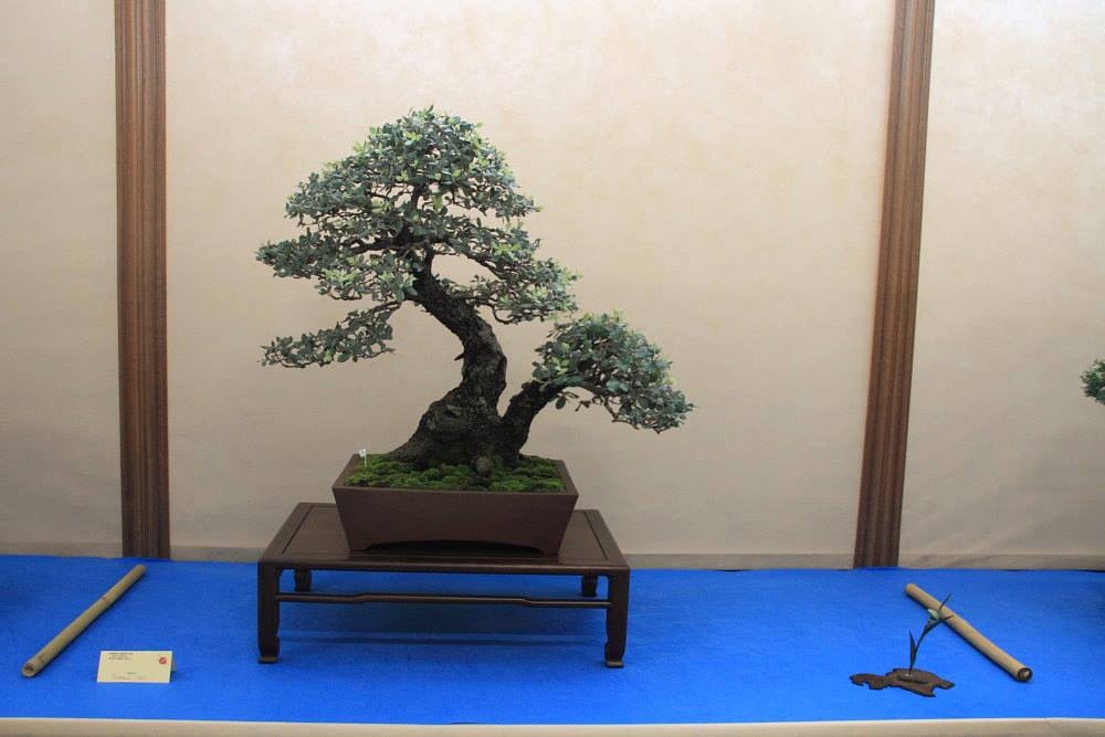 So-Saku Kimura Bonsai Award 2013 019.jpg