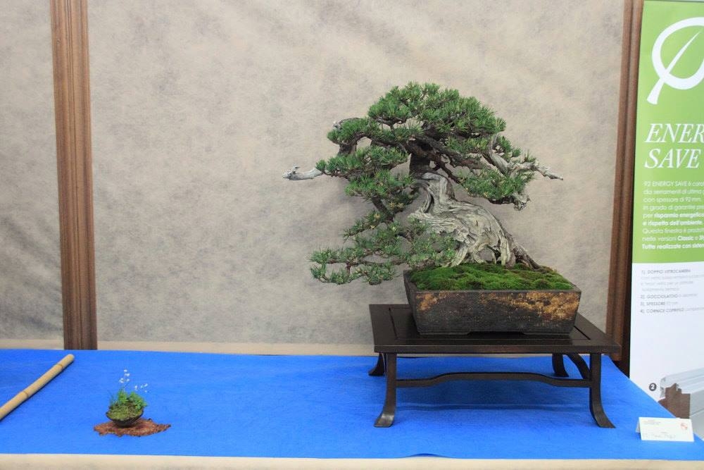 So-Saku Kimura Bonsai Award 2013 023.jpg