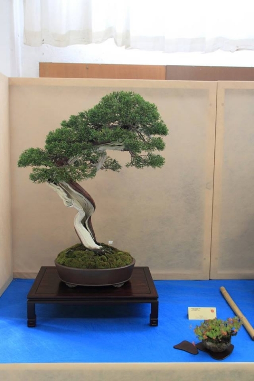 So-Saku Kimura Bonsai Award 2013 033 (1).jpg