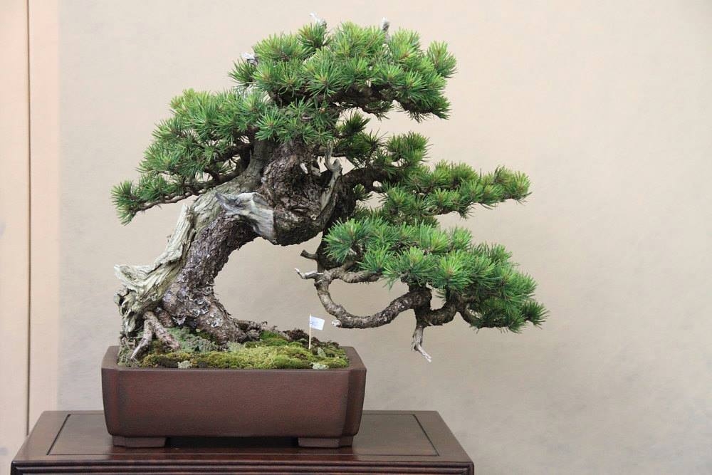 So-Saku Kimura Bonsai Award 2013 039.jpg