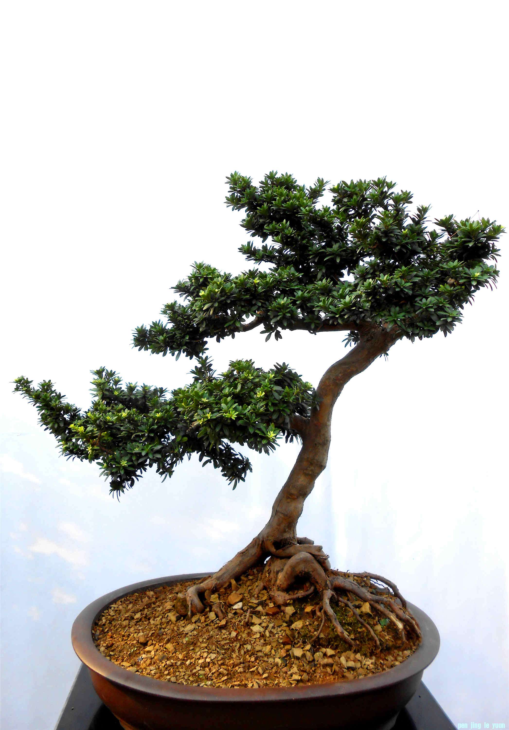 Ҷ޺  75cm X 60cm