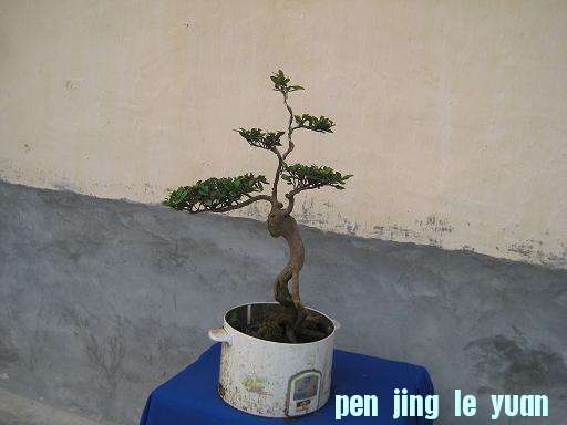 辰1.JPG