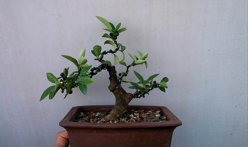 IMG0717152000.jpg