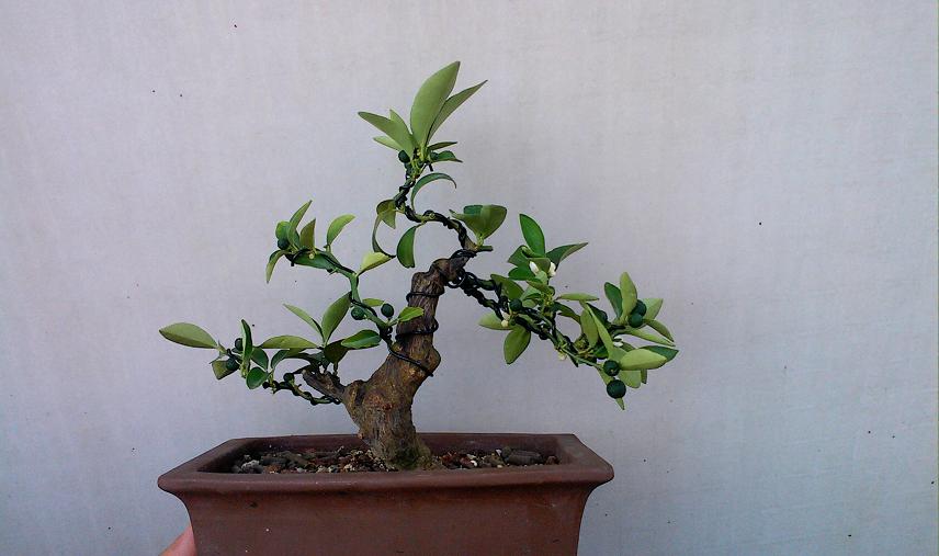 IMG0717152100.jpg