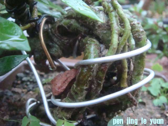 DSC02581.JPG