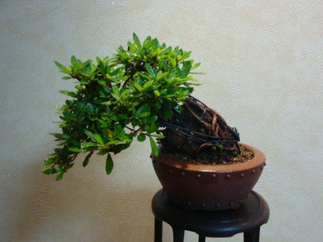 DSC04450.JPG