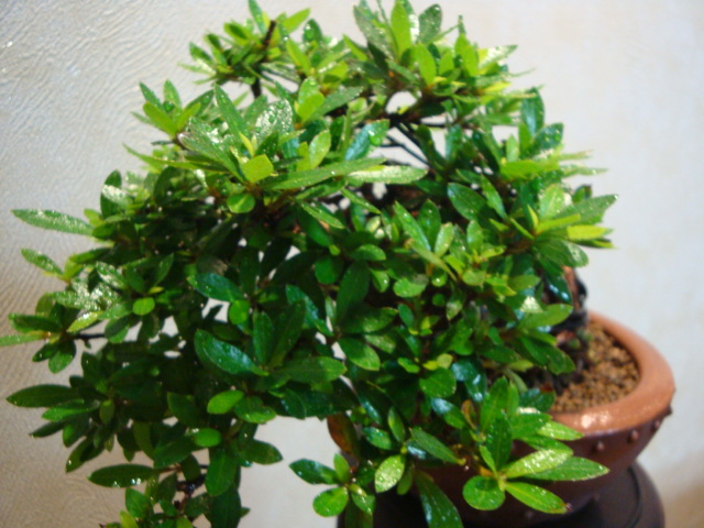 DSC04453.JPG