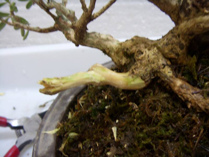SDC11620_.jpg