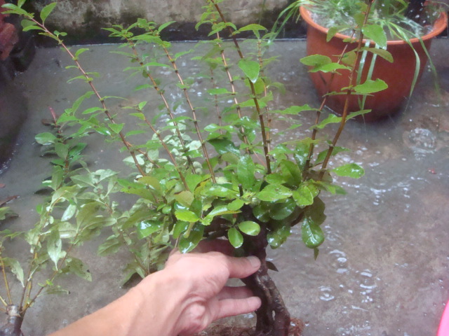 DSC02600.JPG