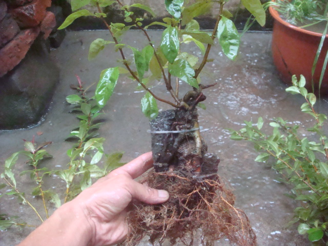 DSC02602.JPG