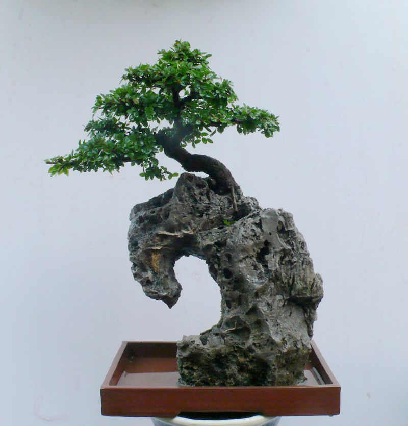 P1090838_.0.jpg