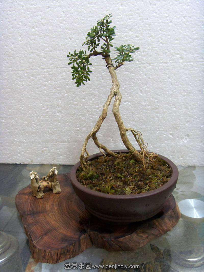 SDC11860__.jpg