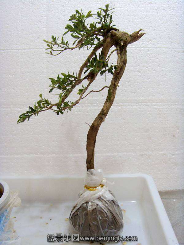 SDC11882__.jpg
