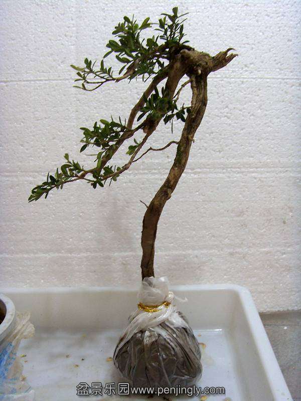 SDC11882_.jpg