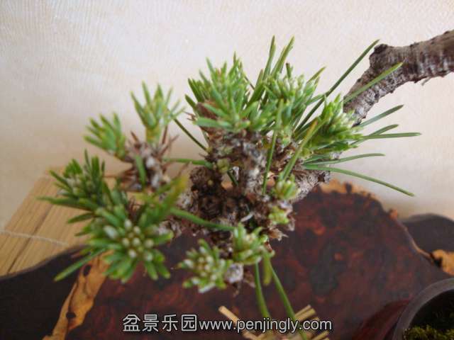 DSC04609.JPG