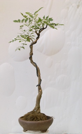 20130724692.jpg