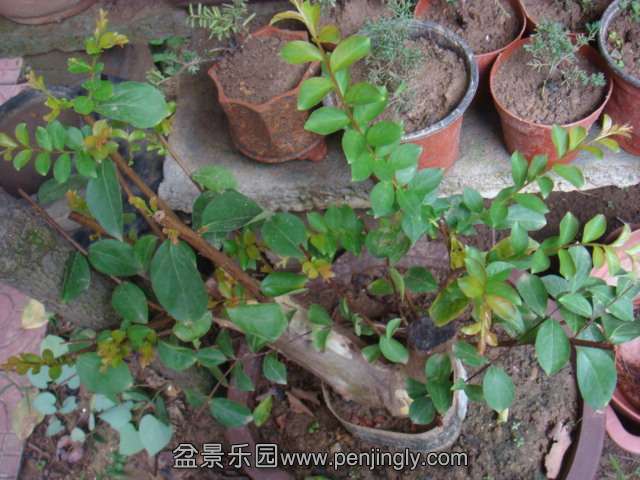 DSC08688.JPG