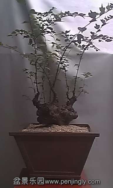 IMAG2310.jpg