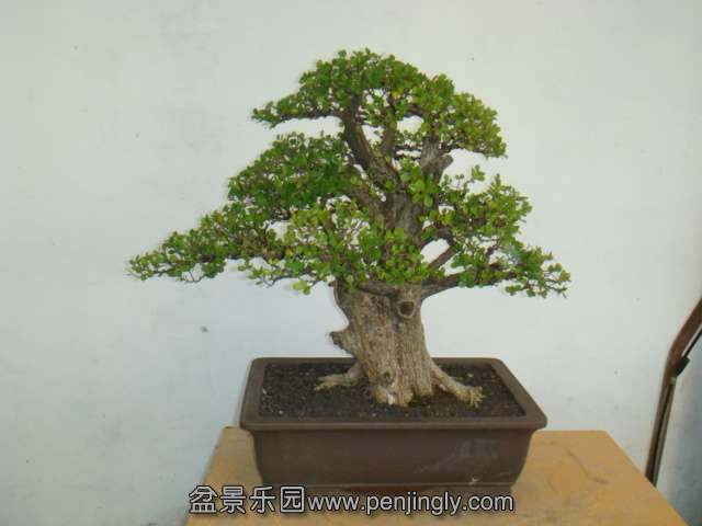 DSC00028.JPG