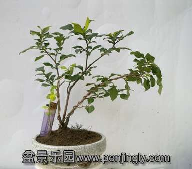 20130728745.jpg