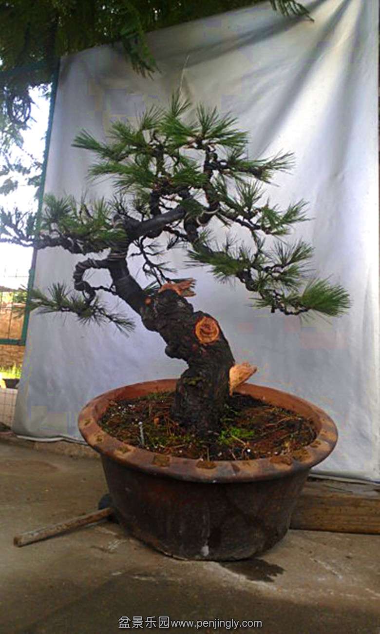 IMAG2445_.jpg