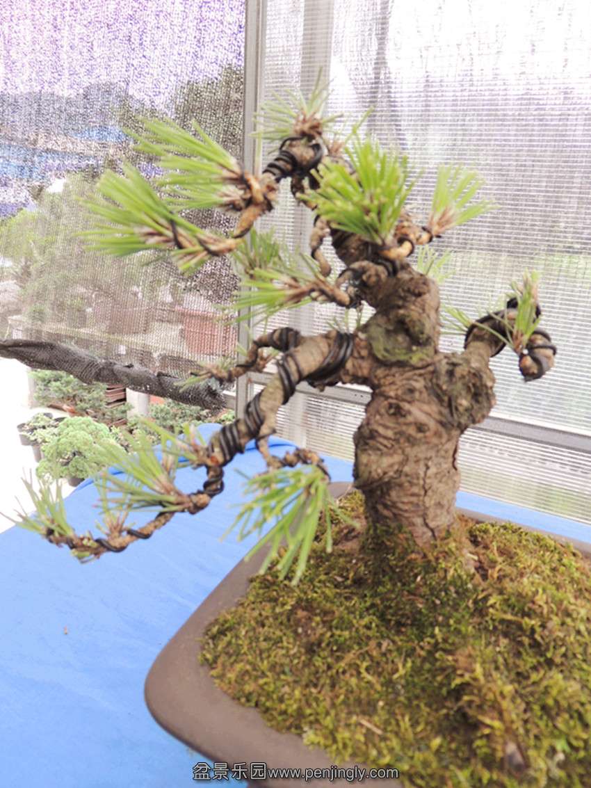 DSCN1218_ת_.jpg