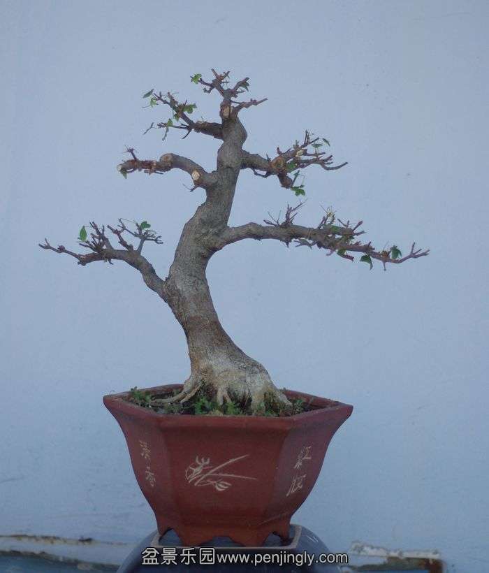 IMGP1786_.jpg