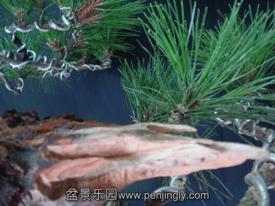 DSC07096.gif
