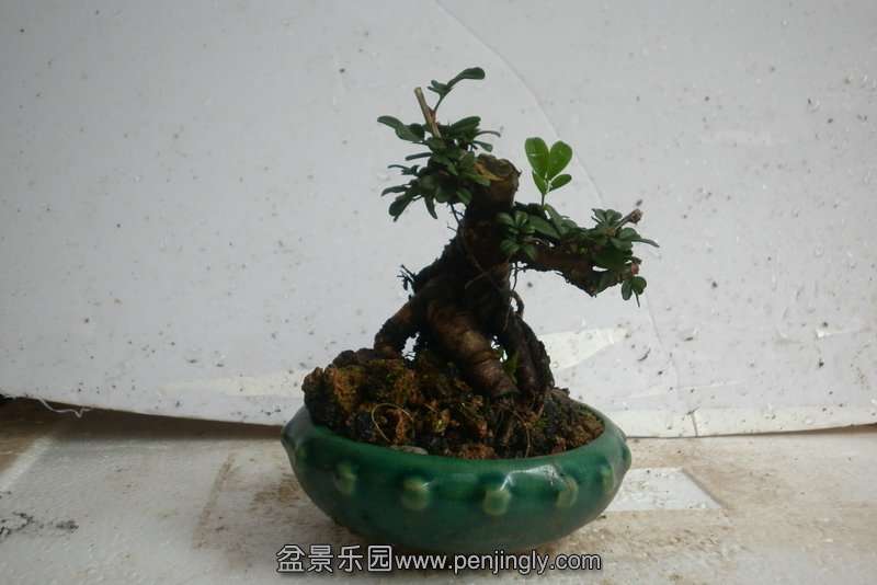 P1000710.JPG