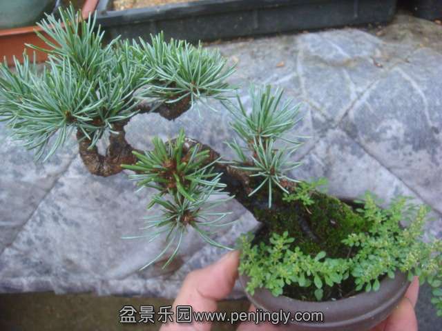 DSC02743.JPG