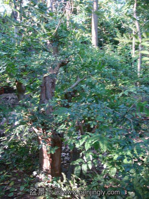 DSC05406.JPG