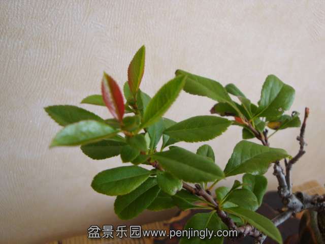 DSC04668.JPG