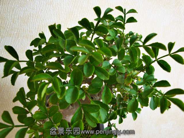 DSC04701_meitu_7.jpg