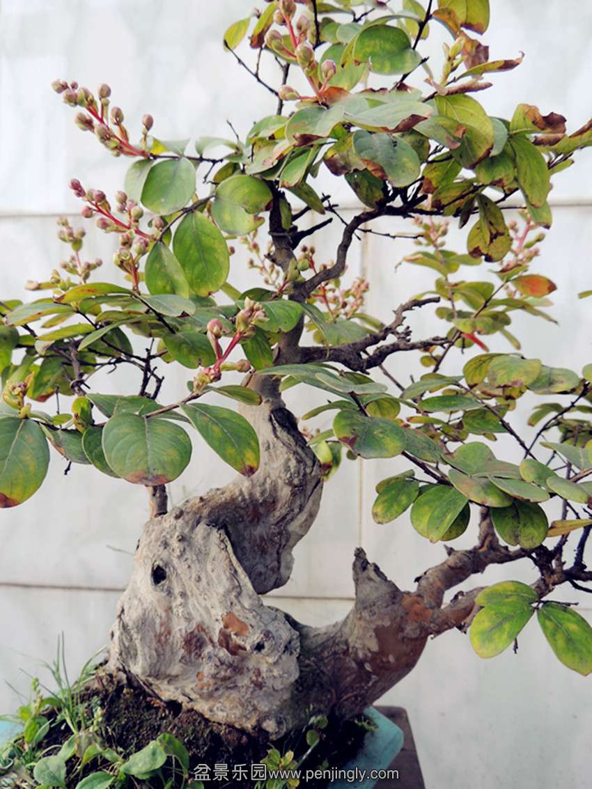 DSCN1274_ת_ת_.jpg