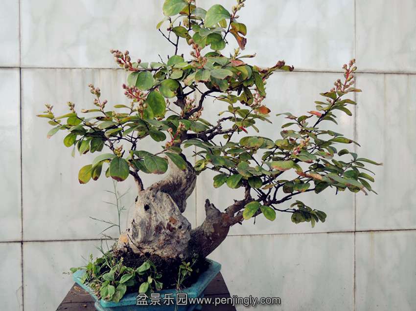DSCN1275_ת_.jpg