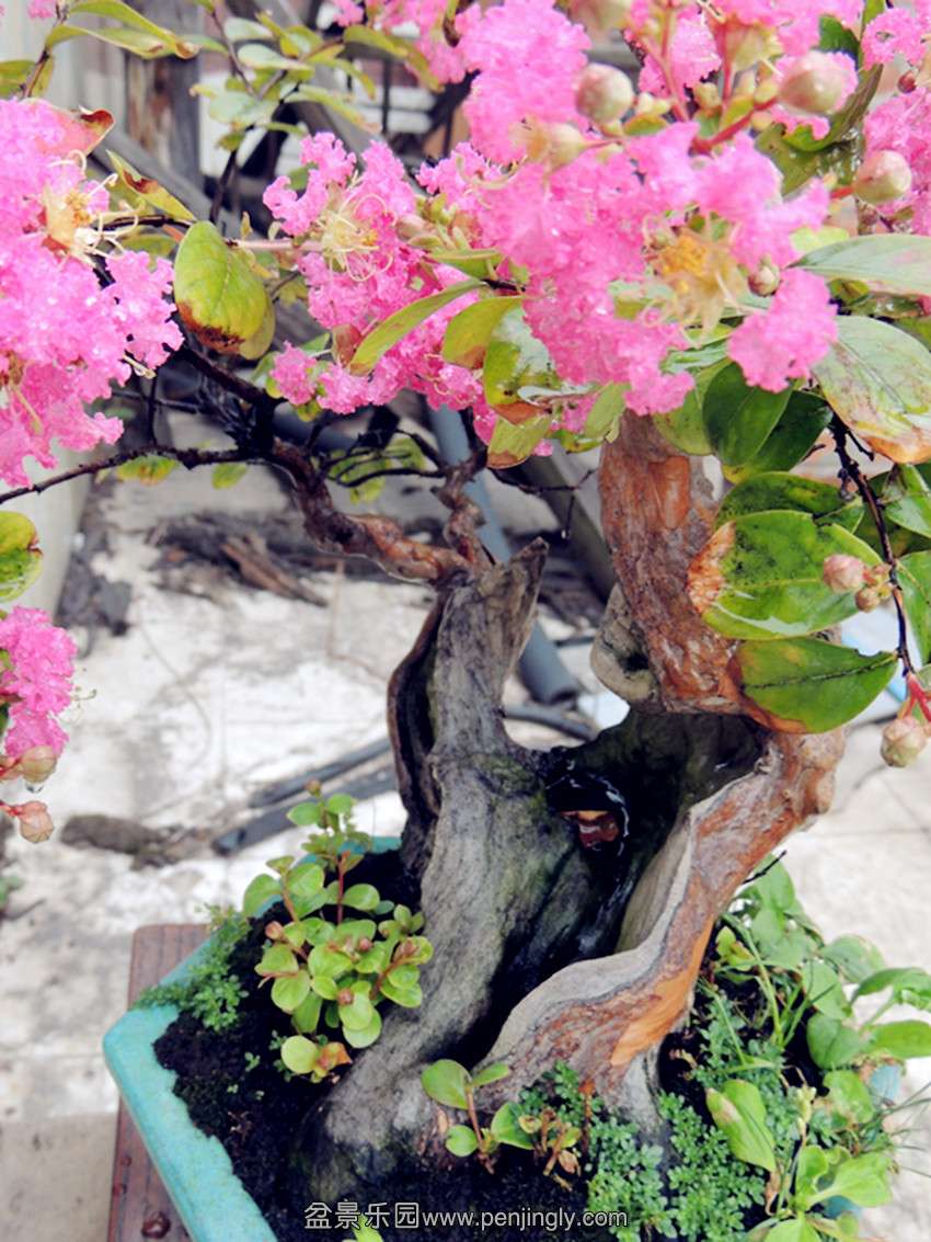 DSCN1291_ת_.jpg