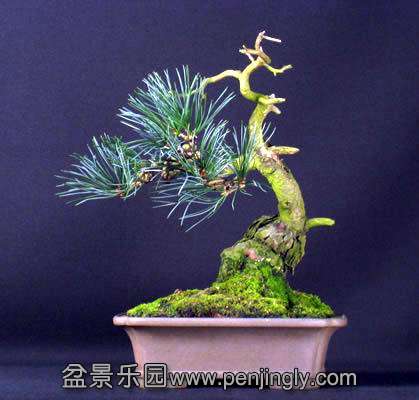 pinus_parviflora7.jpg