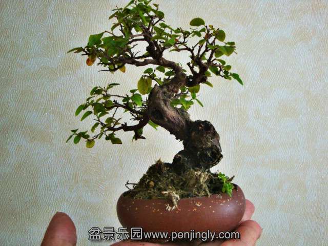 DSC04689_meitu_5.jpg