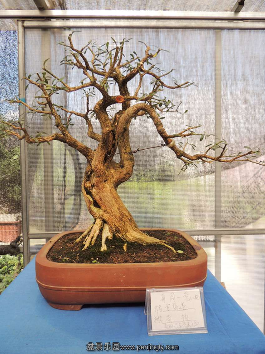 DSCN1339_ת_.jpg
