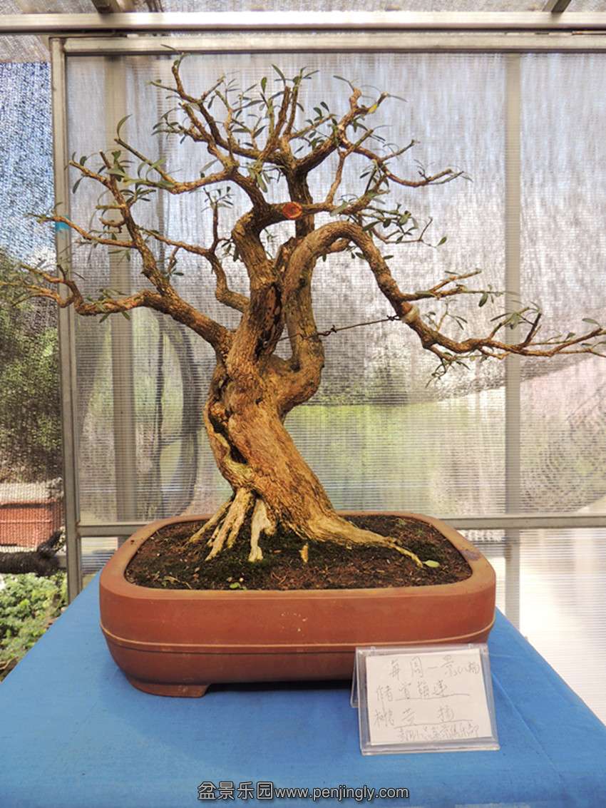 DSCN1340_ת_.jpg