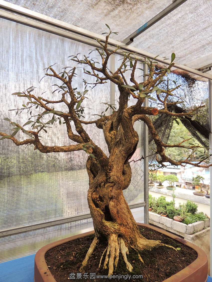 DSCN1342_ת_.jpg