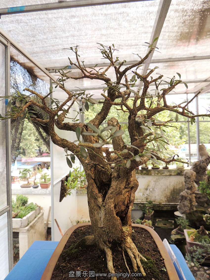 DSCN1343_ת_.jpg