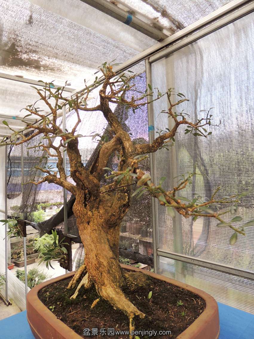 DSCN1344_ת_.jpg